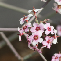 Euphorbia xanti (Euphorbe de Basse Californie (Baja Spurge))