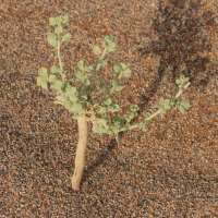 Hermannia minimifolia (Hermannia)