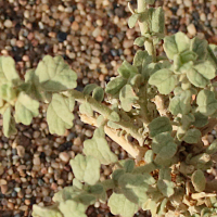 hermannia_minimifolia2md (Hermannia minimifolia)