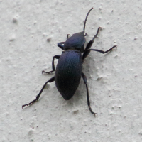 Cephalostenus orbicollis (Ténébrion)
