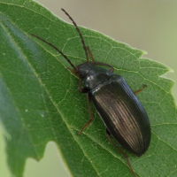 Gonodera luperus (Cistèle variable)