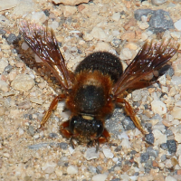 megachile_sicula4bd (Megachile sicula)