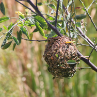 tisserin_a_tete_noire_-_ploceus_melanocephalus-nid1mdmd (Ploceus melanocephalus)