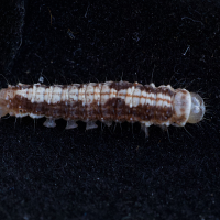 earias_clora-a_ch1md (Earias clorana)