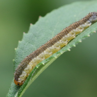 Pachyprotasis antennata (Tenthède)