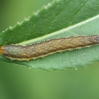 pachyprotasis_antennata_larv2md (Pachyprotasis antennata)