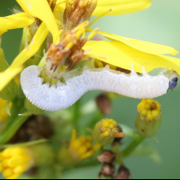 Tenthredo rubricoxis (Tenthrède)