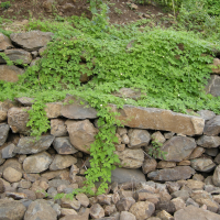 momordica_charantia14md (Momordica charantia)