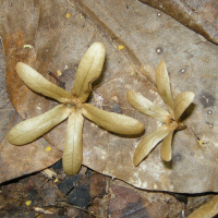 petrea_volubilis6md (Petrea volubilis)