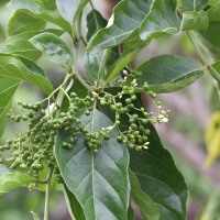 ehretia_cymosa4md (Ehretia cymosa)