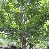 Flacourtia indica (Prunier malgache)