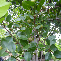 flacourtia_indica2md (Flacourtia indica)