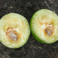 flacourtia_indica3md (Flacourtia indica)