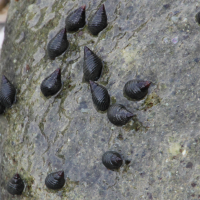 supplanaxis_planicostatus1md (Supplanaxis planicostatus)