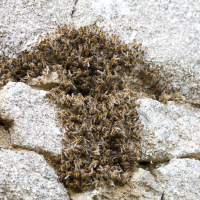 apis_mellifera19md (Apis mellifera)