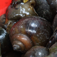 pila_virescens2bd (Pila virescens)