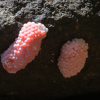pomacea_caniculata_ponte1bd (Pomacea caniculata)