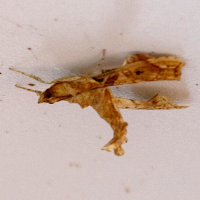 Terastia meticulosalis (Pyrale de l'érythrine, Mineuse des tiges de l'érythrine)