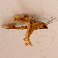 terastia_meticulosalis2bd (Terastia meticulosalis)