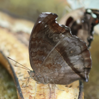 junonia_iphita4bd (Junonia iphita)