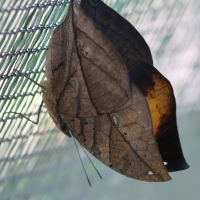 kallima_inachus3bd (Kallima inachus)