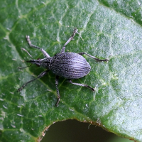 oxystoma_pomonae1md (Oxystoma pomonae)
