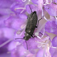 Dasytes aeratus (Dasyte)