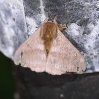 Hylesia continua ssp. alinda (Hylesia)