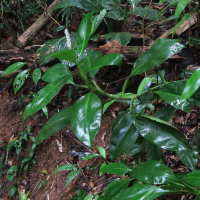 Stenospermation spruceanum (Stenospermation)