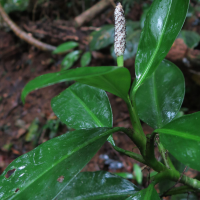 stenospermation_spruceanum2md (Stenospermation spruceanum)