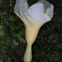 Tabernaemontana litoralis (Tanernaemontana)