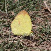 Eurema floricola ssp floricola (Piéride des fleurs)