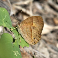 Heteropsis (= Henotesia) iboina (Heteropsis)