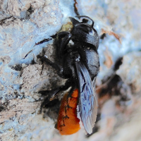 Megachile rufiventris (Mégachile)