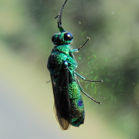 Stilbum viride (Guêpe-coucou)