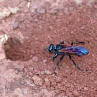 Cyphononyx bretonii ssp grandidieri (Pompile)
