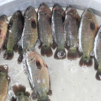 Anabas testudineus (Perche grimpeuse, poisson Koi, Koi vietnamien)