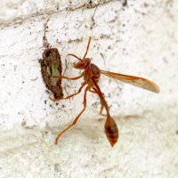 Belonogaster sp. (Guêpe papetière africaine)