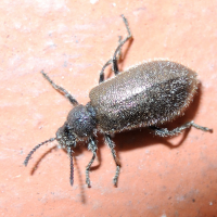 Lagria villosa (Lagrie)