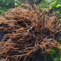solieria_chordalis1md (Solieria chordalis)