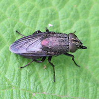 stomorhina_lunata3md (Stomorhina lunata)