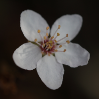 prunus_cerasifera_pissardi7mdmd (Prunus cerasifera f. atropurpurea)