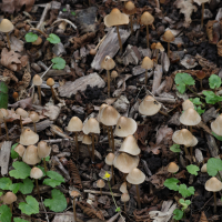 psathyrella_conopilus3md (Psathyrella conopilus)