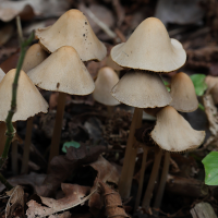 psathyrella_conopilus4md (Psathyrella conopilus)