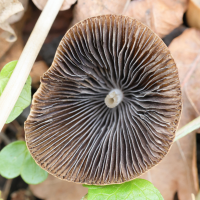 psathyrella_conopilus5md (Psathyrella conopilus)
