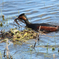 grebe_a_cou_noir_-_podiceps_nigricollis14md (Podiceps nigricollis)