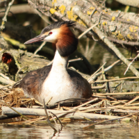 grebe_huppe_-_podiceps_cristatus21md (Podiceps cristatus)