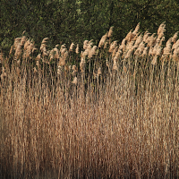 phragmites_australis8md (Phragmites australis)