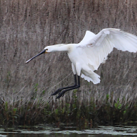 spatule_blanche_-_platalea_leucorodia16bd (Platalea leucorodia)