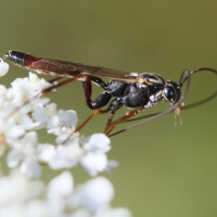 Lissonota cruentator (Ichneumon)